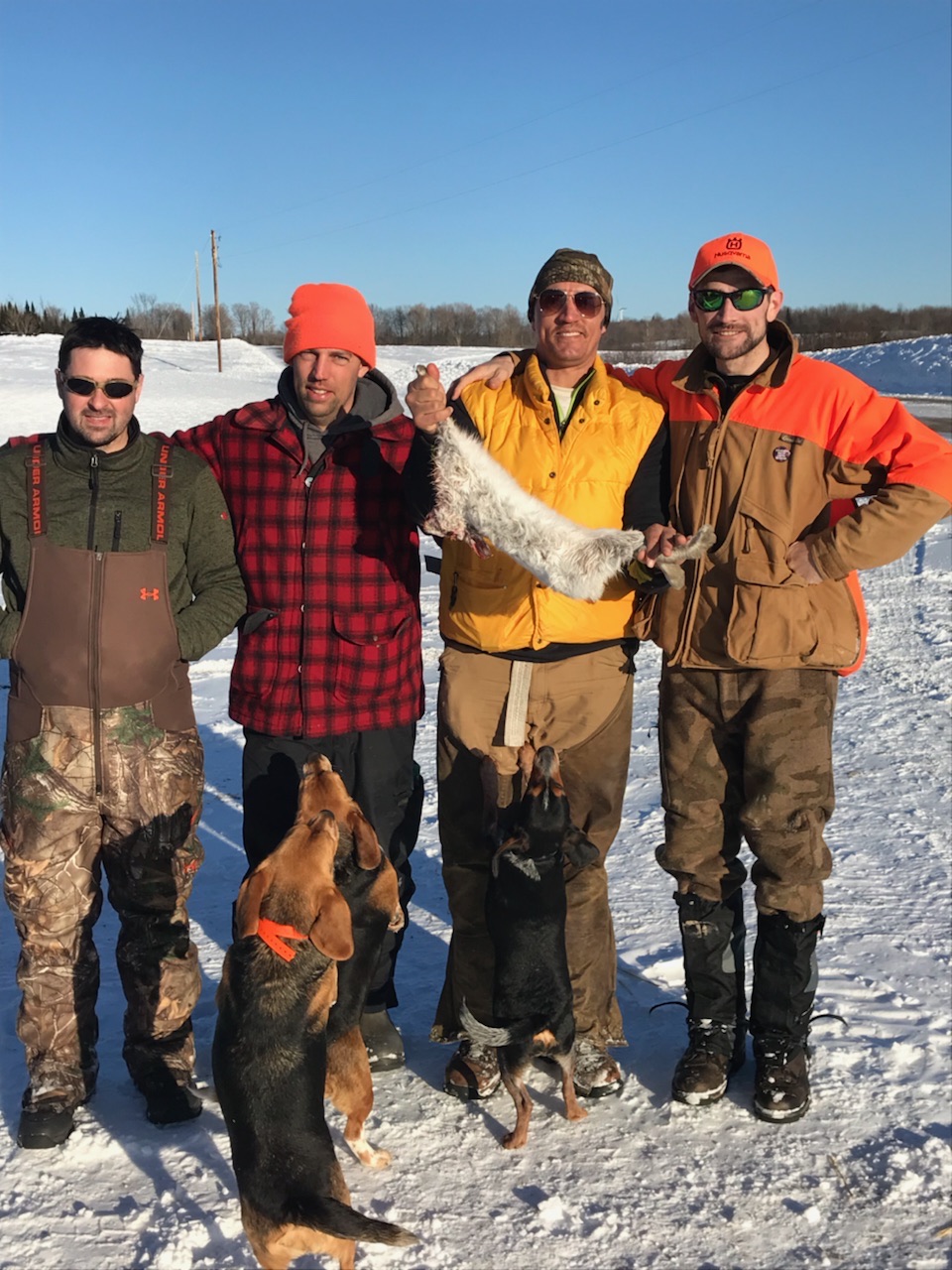 Group rabbit hunt with beagles